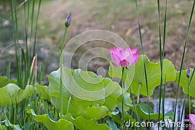 è·èŠ± Stock Photo